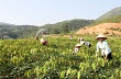 Cây cao su bên dòng Nậm Mu